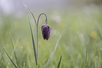 Chequerboard flowers (Fritillaria meleagris), Lower Saxony, Germany, Europe