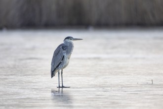 Grey heron (Ardea cinerea) Germany