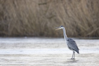 Grey heron (Ardea cinerea) Germany