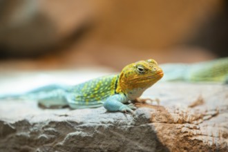 Common collared lizard (Crotaphytus collaris) on a rock, captive, Germany, Europe