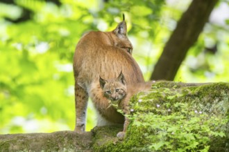 Eurasian lynx (Lynx lynx) mother with her youngsters (cubs) in a forest, Bavaria, Germany, Europe