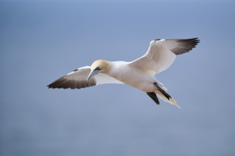 Northern gannet (Morus bassanus) flying over the sea, wildlife, Helgoland, Germany, Europe