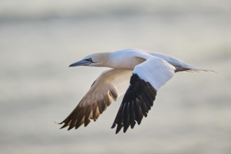 Northern gannet (Morus bassanus) flying over the sea at sunset, wildlife, Helgoland, Germany,