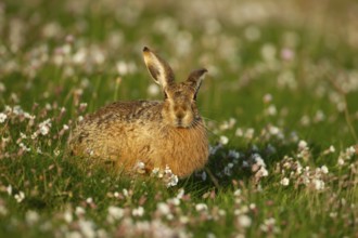 European brown hare (Lepus europaeus) adult animal amongst Sea campion flowers in summer, England,