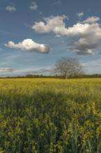 A field with yellow flowers and a tree in the centre. The sky is blue with some clouds. Bas Rhin,