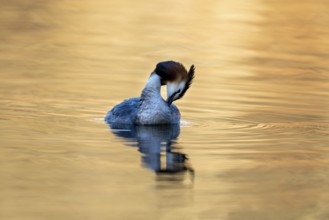 Great Crested Grebe (Podiceps Scalloped ribbonfish), Vulkaneifel, Rhineland-Palatinate, Germany,