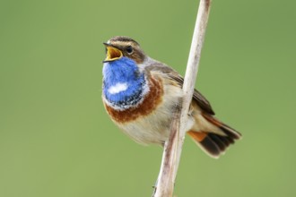 Bluethroat (Luscinia svecica cyanecula) male singing from reed, Netherlands