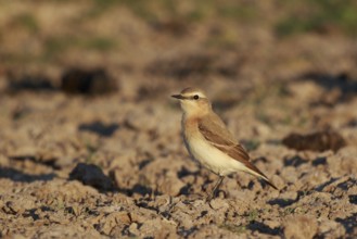 Isabelline Wheatear (Oenanthe isabellina), Greece, Europe