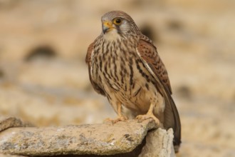 Lesser Kestrel (Falco naumanni), female on roof, Castile-La Mancha