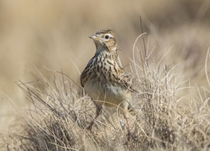 Eurasian Skylark (Alauda arvensis) in field, Wales, United Kingdom, Europe