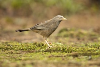 Yellow-billed Babbler (Turdoides affinis), Kutugala, Sri Lanka, Asia