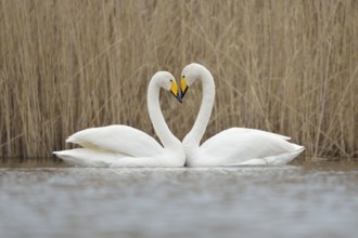 Whooper Swan (Cygnus cygnus) pair displaying, Netherlands