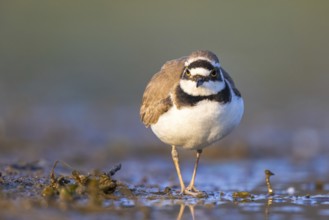 Little Ringed Plover (Charadrius dubius), North Rhine-Westphalia, Germany, Europe