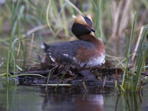 Horned Grebe (Podiceps auritus) on nest, Sweden, Europe