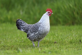 East Frisian Gull standing in a meadow, chicken breed with good utilisation characteristics, Texel,