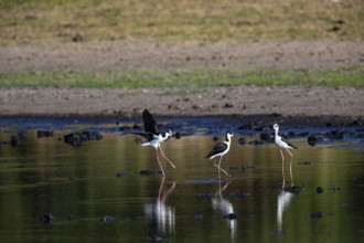 Black-necked Black-winged Stilt (Himantopus mexicanus) Pantanal Brazil