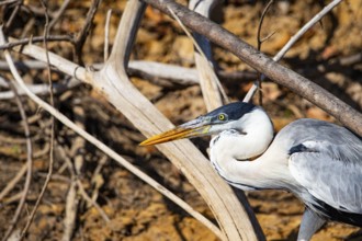 Cocoi Heron (Ardea cocoi) Pantanal Brazil