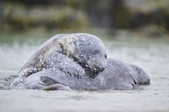 Grey seal (Halichoerus grypus) playing with each other in the water, sea, Düne, Helgoland,