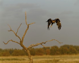 Spanish imperial eagle (Aquila adalberti) in flight at first morning light, Castilla-La Mancha,