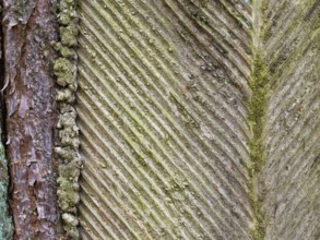 Live resin on a pine trunk, Müritz National Park, Mecklenburg-Western Pomerania, Germany, Europe
