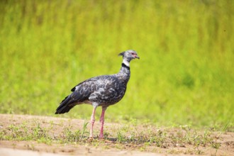 Collared Weirbird (Chauna torquata) Pantanal Brazil