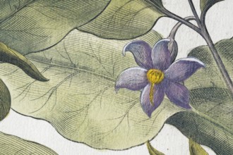 Flower, aubergine (Solanum melongena) or egg plant, hand-coloured copperplate engraving by Basilius