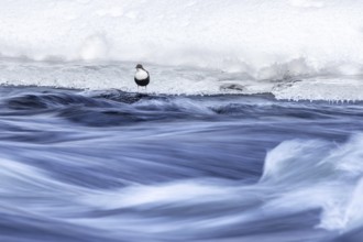 Northern white-throated dipper (Cinclus cinclus cinclus) foraging along frozen stream in winter,