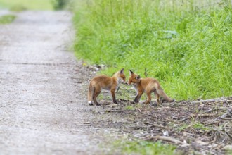 Fox (Vulpes vulpes) puppies Germany