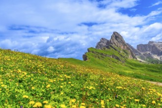 Vibrant wildflowers blooming on the slopes of seceda mountain in the dolomites, italy, creating a