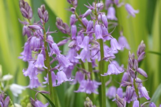 Purple bluebell (Hyacinthoides) with green leaves in the background in a natural environment,