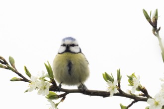 A blue tit (Parus caeruleus) sitting frontally on a flowering branch, Hesse, Germany, Europe