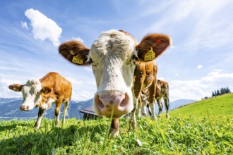 Two young curious calves (Bos primigenius taurus), cows on an alpine meadow, stretching their