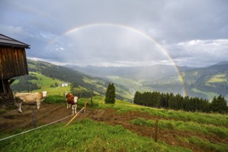 Cows on an alpine meadow, alpine huts, view over the Brixen valley with rainbow, Hochbrixen, Brixen