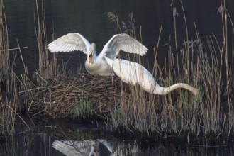 Mute swan. Cygnus olor. A pair of swans bults the nest. Forest of La Wantzenau. Region of Alsace.