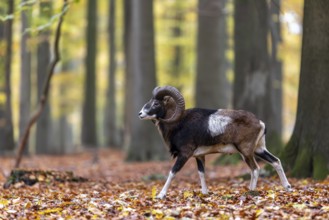 European mouflon (Ovis aries musimon, Ovis gmelini musimon) ram, male with big horns in forest