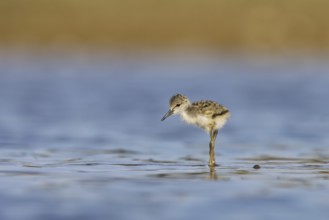 Black-winged Stilt (Himantopus himantopus) chick foraging, North Rhine-Westphalia, Germany, Europe