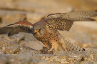 Lesser Kestrel (Falco naumanni), male eating a mouse on roof, Castile-La Mancha
