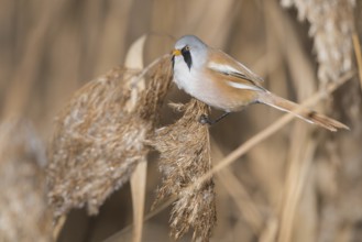 Bearded Reedling (Panurus biarmicus) male perched on reed, Piedmont, Italy, Europe