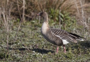 Pink-footed Goose (Anser brachyrhynchus), Schleswig-Holstein, Germany, Europe