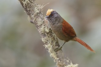 Light-crowned Spinetail (Cranioleuca albiceps) perched on a branch in Bolivia, South America