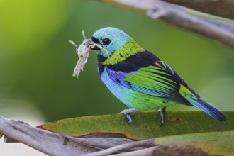 Green-headed Tanager (Tangara seledon) perched on a branch in the Atlantic rainforest of southeast