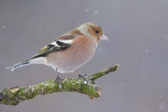 Common Chaffinch (Fringilla coelebs) male, Lower Saxony, Germany, Europe