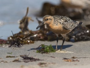 Red Knot (Calidris canutus), Schleswig-Holstein, Germany, Europe