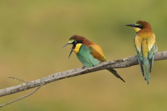 European Bee-eater (Merops apiaster) pair perched on a branch, Portalegre, Portugal, Europe