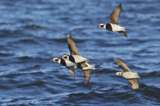 Long-tailed Duck (Clangula hyemalis) flock flying, offshore, Mecklenburg-Western Pomerania,