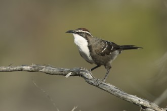 Chestnut-crowned Babbler (Pomatostomus ruficeps) perched on a branch, Victoria, Australia, Oceania