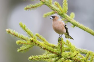 Common Chaffinch (Fringilla coelebs) male, Baden-Wuerttemberg, Germany, Europe