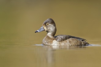 Ring-necked Duck (Aythya collaris) female, British Columbia, Canada, North America