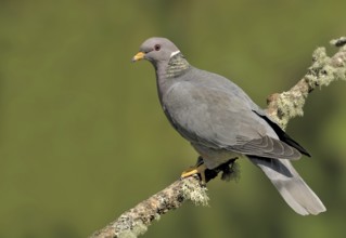 Band-tailed Pigeon (Patagioenas fasciata), British Columbia, Canada, North America