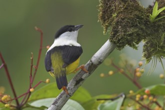 White-collared Manakin (Manacus candei) male, Costa Rica, Central America